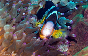 Clark's Anemonefish/Photographed with a Canon 100 mm macr... by Laurie Slawson 